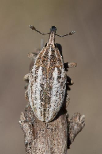Réf. 216 688 : Larinus sp.